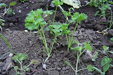 さつまいもの植え付け