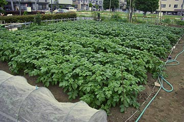 さつまいもの植え付け