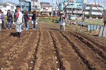 教育ファームじゃがいも植え付け