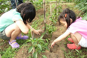 6月の教育ファーム