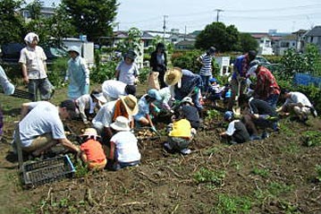 じゃがいも収穫