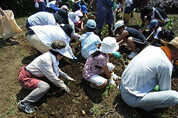 じゃがいも収穫